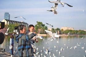 中央媒体关注银川│“塞上江南”迎来上万只越冬红嘴鸥  