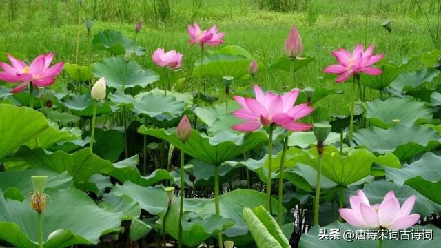 不同诗人笔下的夏天，哪一句惊艳了你 